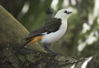 A White Headed Buffalo Weaver bird in the Owens Aviary at the San Diego Zoo..