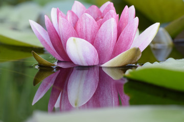Schöne Blüte in pink der Seerose im Wasser mit Spiegelung im Teich 