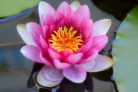 Nahaufnahme einer Seerose Bl&uuml;te im Wasser 