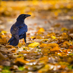 Corbeau marchant sur un tapis de feuille