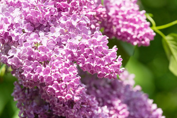 Branch blossoming lilac closeup