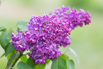 Branch blossoming lilac closeup