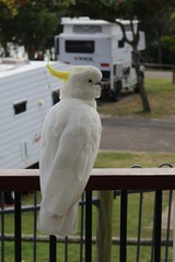 Sulphur-crested cockatoo (Cacatua galerita) visiting a caravan park (Rainbow Beach, Australia) © Ines Porada