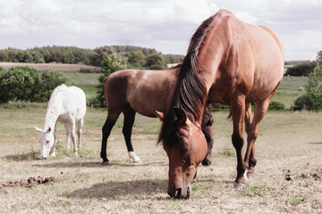 Naklejka na ściany i meble Horses herd on meadow field during summer