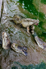 einige Krokodile warten auf Futter