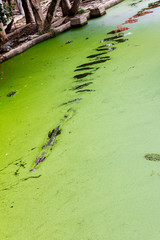 ein Krokodil schwimmt in einem Fluss