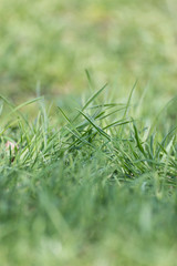 meadow glade with green grass in macro