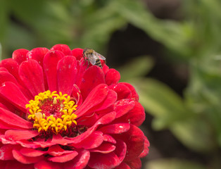 bee sits on a purple flower to collect honey