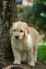 Eight week old golden retriever puppy standing by a tree