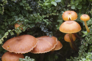 Flammulina velutipes mushrooms