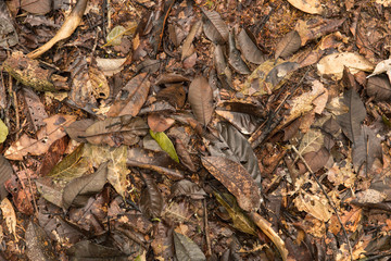 brown jungle leaves on the ground