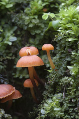 Flammulina velutipes mushrooms