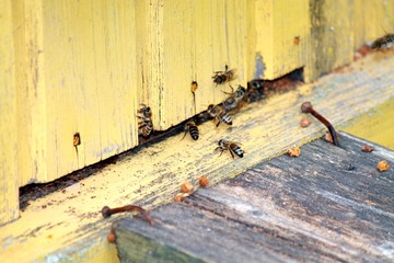 bees run into the hive and carry the harvested honey