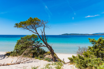 White sand and pine trees in Alghero