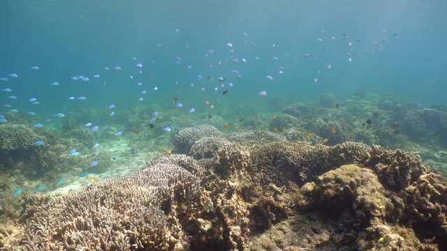 Fish and coral reef. Tropical fish on a coral reef. Wonderful and beautiful underwater world with corals and tropical fish. Hard and soft corals. Diving and snorkeling in the tropical sea. 4K video.