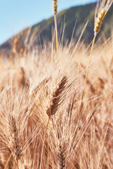 Close up of wheat - Wheat field