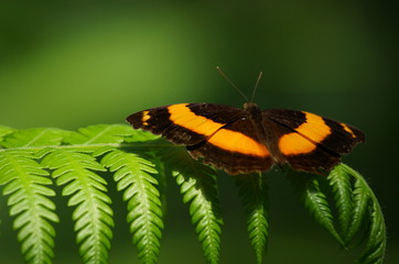 Australian butterfly