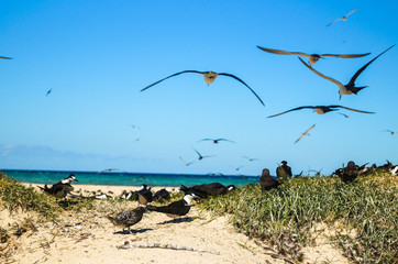 free seagulls