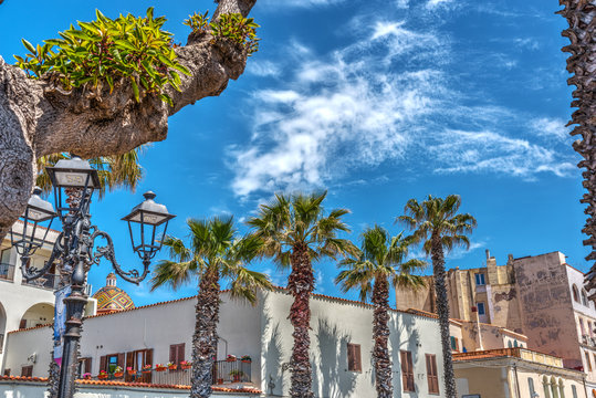 Palm trees in Alghero seafront