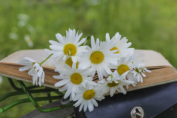 summer concept/old book and bouquet of white daisies flowers on a old bike outdoors