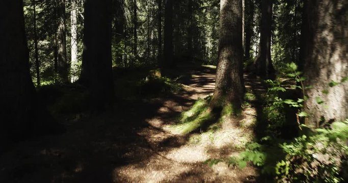 POV walking into sunny forest woods. Group of friends summer adventure journey in mountain nature outdoors. Travel exploring Alps, Dolomites, Italy. 4k slow motion 60p establishing video