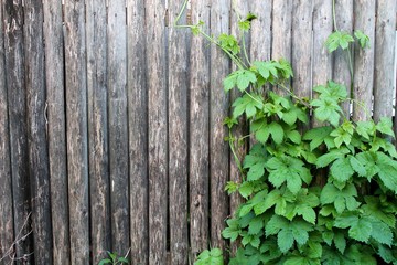 fence made of old wooden planks with green curly plant and snail background