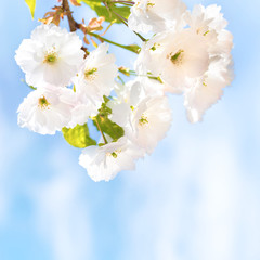 White sakura cherry flowers