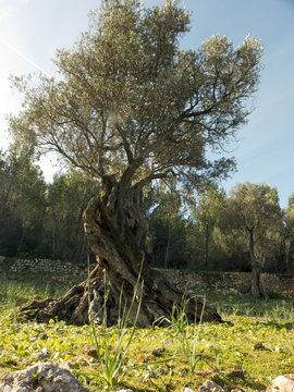 Alte Olivenbäume in der Nähe von Esporles