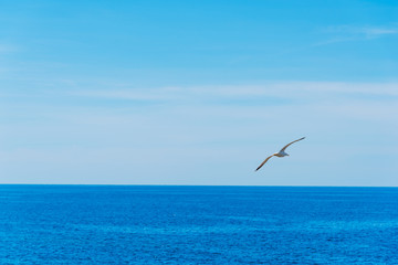 Seagull flying over the blue sea in Sardinia