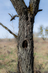 Old tree with hole in stem