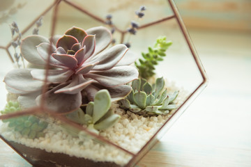 Glass flower pot, form of a dodecahedron with Echeveria and aloe