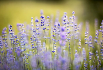 Blooming lavender flowers - herbal concept