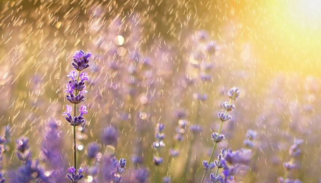 Fototapeta Summer rain in the field with purple lavender flowers 