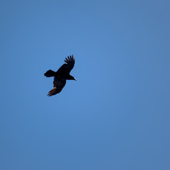 Black raven with open wings hovers in a blue sky
