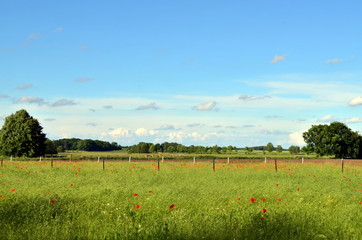 Fr&uuml;hlingslandschaft