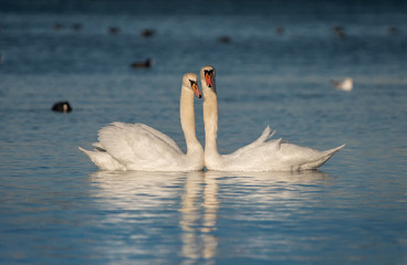Two beautiful white swans with reflections on blue water