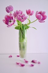 Vertical photo of glass vase of dark pink and white tulip bouquet on the white background