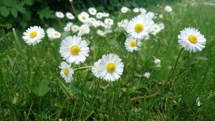 Daisies in meadow 