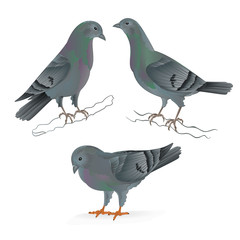 Carriers pigeons domestic breeds sports birds vintage  set two vector  animals illustration for design hand draw