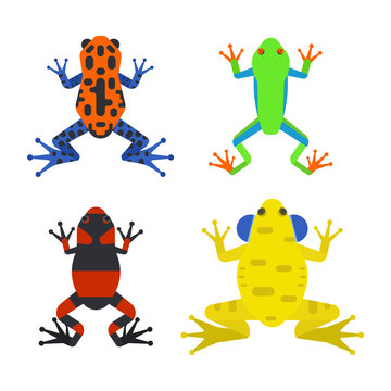 Frog cartoon tropical animal cartoon amphibian mascot character wild vector illustration.