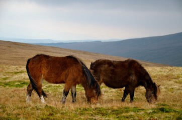 Fototapeta na wymiar Two wild horses who are feeding on the UK meadow.
