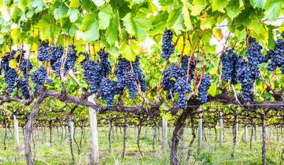 Parreiral com uvas.