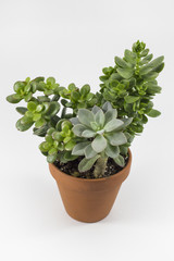 Potted Succulent Plant on white background.