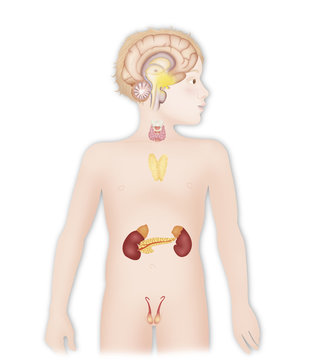 Endocrine gland, illustration