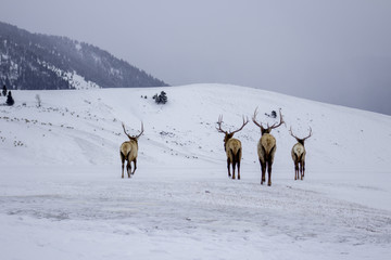 Four moose walking in a field in the snow