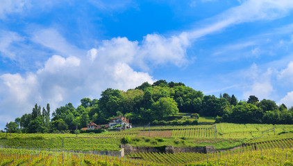 Vineyard on the hill and blue sky