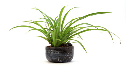 Potted Plant with Long Green Leaves