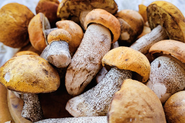 Uncooked wild forest birch mushrooms - brown cap boletus, Leccinum Scabrum, over dark background. Rustic style, natural day light. Top view, food background concept. Selective focus