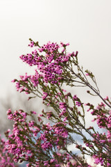  Flores de Brezo 