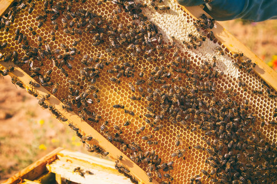 Apicultura. Apicultor en un día de trabajo junto a sus colmenas de abejas 